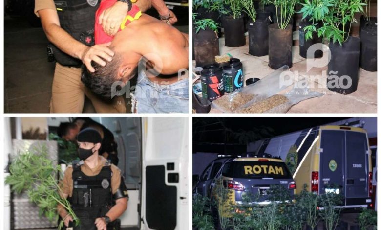 Fotos de Polícia Militar encontra estufa de maconha em Maringá