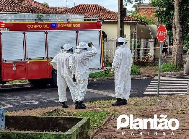 Fotos de Quatro pessoas são atacadas por enxame de abelhas em Maringá