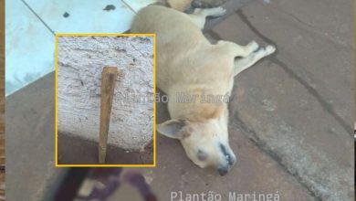 Fotos de Revoltante - cachorros são mortos a pauladas na região de Maringá