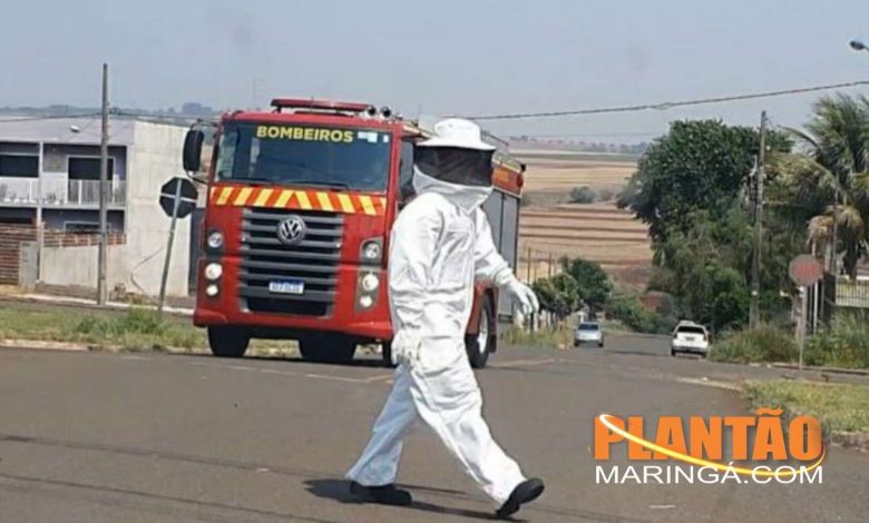 Fotos de Trabalhadores são atacados por abelhas durante roçada, em Maringá