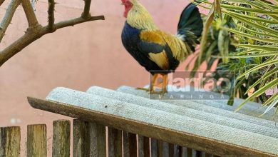 Fotos de Vizinhos entram em acordo e galo escapa da prisão, em Maringá