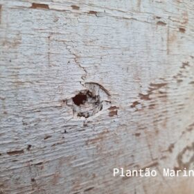 Fotos de Pistola utilizada para matar mulher na frente da filha de 6 anos em Sarandi é apreendida pela PC