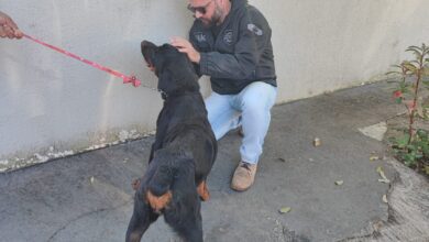 Fotos de Polícia Civil de Sarandi resgata cão em situação de maus-tratos