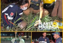 Fotos de Colisão violenta no Contorno Sul em Maringá deixa mãe e filho feridos