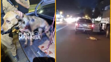 Fotos de VÍDEO: Cachorro é puxado por carro em movimento em Maringá 