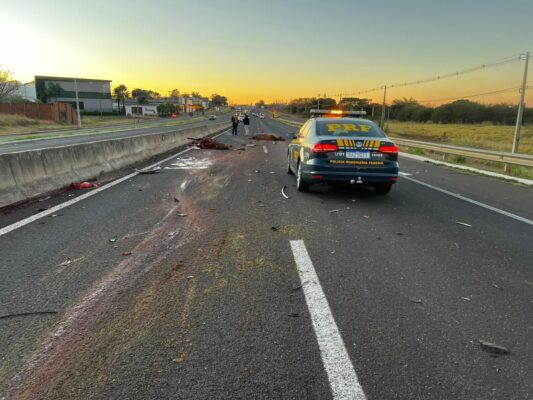 Fotos de Cavalos soltos em rodovia morreram após serem atropelados 