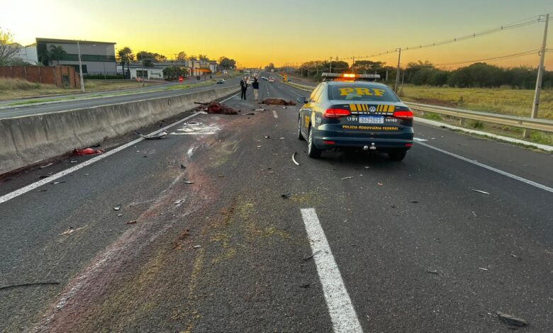 Fotos de Cavalos soltos em rodovia morreram após serem atropelados 