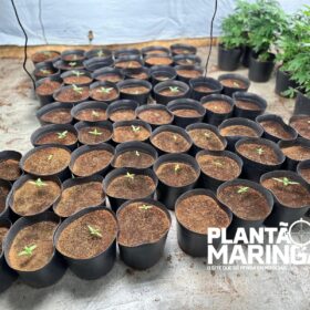 Fotos de Rotam encontra estufa com aproximadamente 1 mil pés de maconha em Maringá 