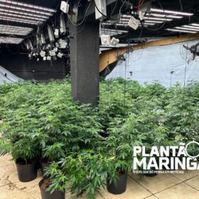 Fotos de Rotam encontra estufa com aproximadamente 1 mil pés de maconha em Maringá 