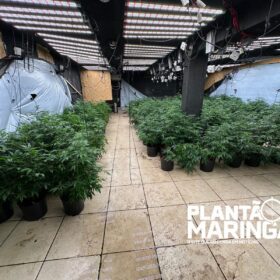 Fotos de Rotam encontra estufa com aproximadamente 1 mil pés de maconha em Maringá 