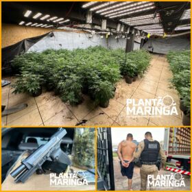 Fotos de Rotam encontra estufa com aproximadamente 1 mil pés de maconha em Maringá 