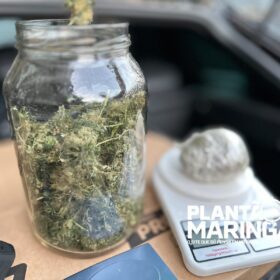 Fotos de Rotam encontra estufa com aproximadamente 1 mil pés de maconha em Maringá 