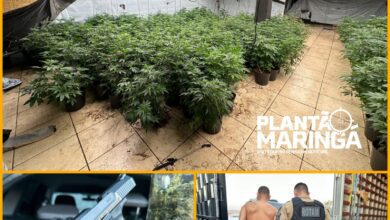 Fotos de Rotam encontra estufa com aproximadamente 1 mil pés de maconha em Maringá 