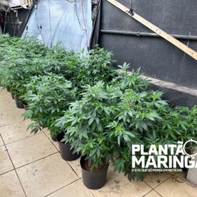 Fotos de Rotam encontra estufa com aproximadamente 1 mil pés de maconha em Maringá 