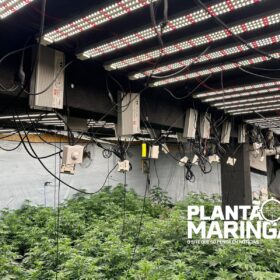 Fotos de Rotam encontra estufa com aproximadamente 1 mil pés de maconha em Maringá 