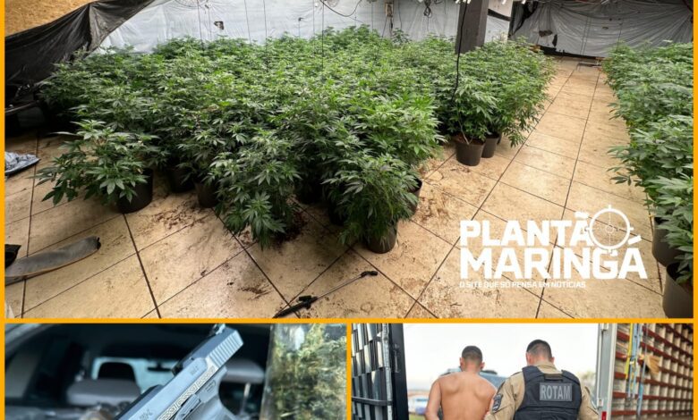 Fotos de Rotam encontra estufa com aproximadamente 1 mil pés de maconha em Maringá 