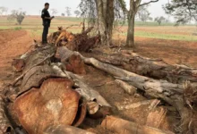 Fotos de Após denúncia anônima, IAT aplica multa de R$ 416 mil por desmatamento