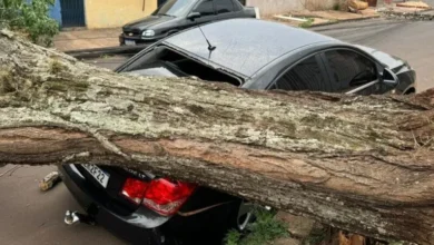 Fotos de Após rajadas de vento, árvores atingem carros em Maringá e região; vídeo