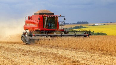 Fotos de Chuvas favorecem plantio e produção estimada de soja é de 22,4 milhões de toneladas