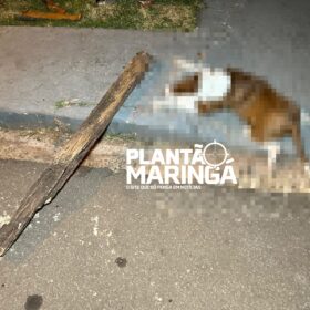 Fotos de Motociclista mata filhote de pitbull a pauladas após acidente em Maringá