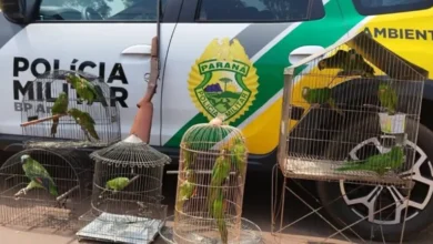 Fotos de Mulher é presa por manter aves silvestres em cativeiro