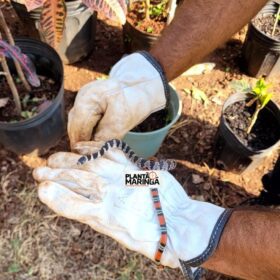 Fotos de Três cobras aparecem no pátio de uma empresa de Maringá em menos de 12 horas