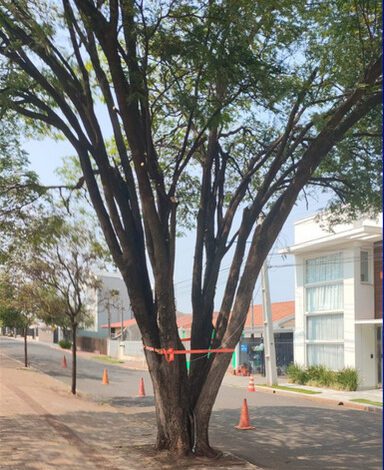 Fotos de VÍDEO | Para evitar queda, Prefeitura decide parafusar árvore