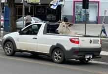 Fotos de Boi é flagrado sendo transportado em picape em cidade do PR