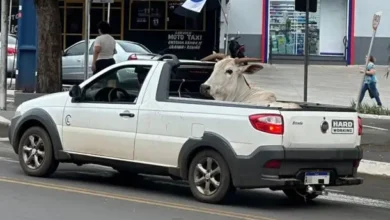 Fotos de Boi é flagrado sendo transportado em picape em cidade do PR