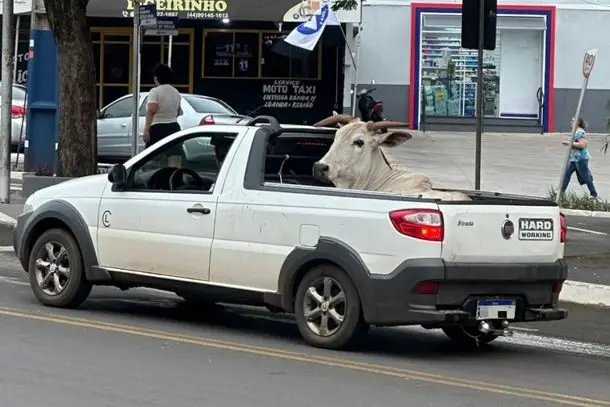 Fotos de Boi é flagrado sendo transportado em picape em cidade do PR