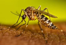 Fotos de Saúde confirma primeiro óbito por dengue no Paraná neste período epidemiológico