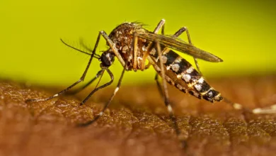 Fotos de Saúde confirma primeiro óbito por dengue no Paraná neste período epidemiológico