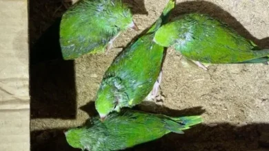 Fotos de Suspeito é preso por capturar filhotes de aves em ninhos para vender