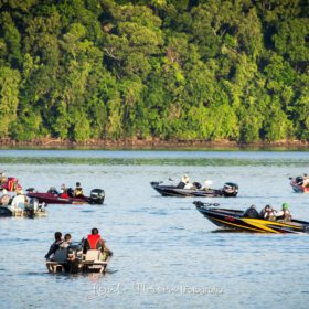 Fotos de 2,6 milhões de peixes nativos serão soltos no Paraná