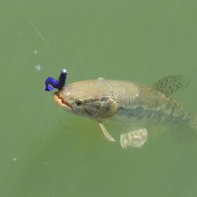 Fotos de 2,6 milhões de peixes nativos serão soltos no Paraná