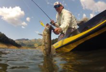 Fotos de 2,6 milhões de peixes nativos serão soltos no Paraná