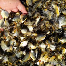 Fotos de 2,6 milhões de peixes nativos serão soltos no Paraná