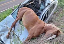 Fotos de Carro fica destruído ao atropelar égua em rodovia da região