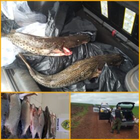 Fotos de Dois homens são presos por pesca durante a piracema no Rio Ivaí