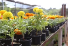 Fotos de Festa das Flores, em Maringá, terá plantas a partir de R$ 2; veja detalhes