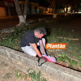 Fotos de Polícia Civil apreende suspeito de matar homem a pedradas e pauladas em Sarandi