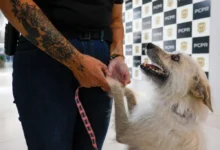 Fotos de Policiais civis adotam cachorrinha que “pediu ajuda” para salvar os filhotes