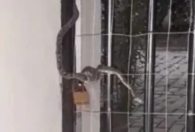 Fotos de Morador encontra cobra jararaca subindo no portão de casa; vídeo