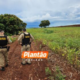 Fotos de Corpo é encontrado em plantação de soja em Maringá