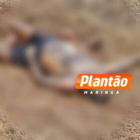 Fotos de Corpo é encontrado em plantação de soja em Maringá