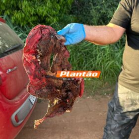 Fotos de Ossada humana é encontrada em área rural entre Mandaguari e Marialva