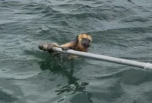 Fotos de Macaco é resgatado por guia turístico no Rio Paraná; VÍDEO